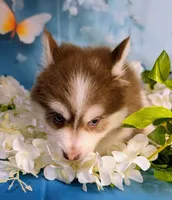 Vernon, a male American Eskimo and Pomsky for sale in Spring Hill, FL – 4 of 7