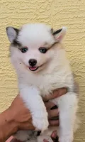 Bessie, a female American Eskimo and Pomsky for sale in Spring Hill, FL – 4 of 10