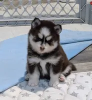 Penny, a female Pomsky for sale in Spring Hill, FL – 3 of 7