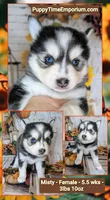 Misty , a female Pomsky for sale in Spring Hill, FL – 6 of 6
