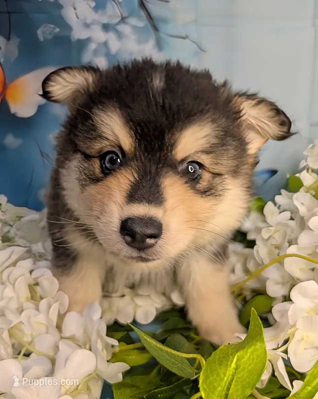 Nuetron – American Eskimo, Pomsky puppy for sale in Spring Hill, FL