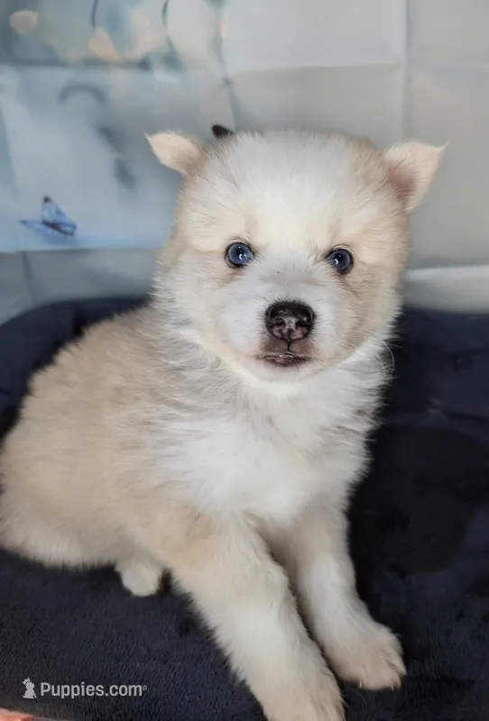 Candy – American Eskimo, Pomsky puppy for sale in Spring Hill, FL