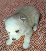 Candy, a female American Eskimo and Pomsky for sale in Spring Hill, FL – Photo 2 of 5
