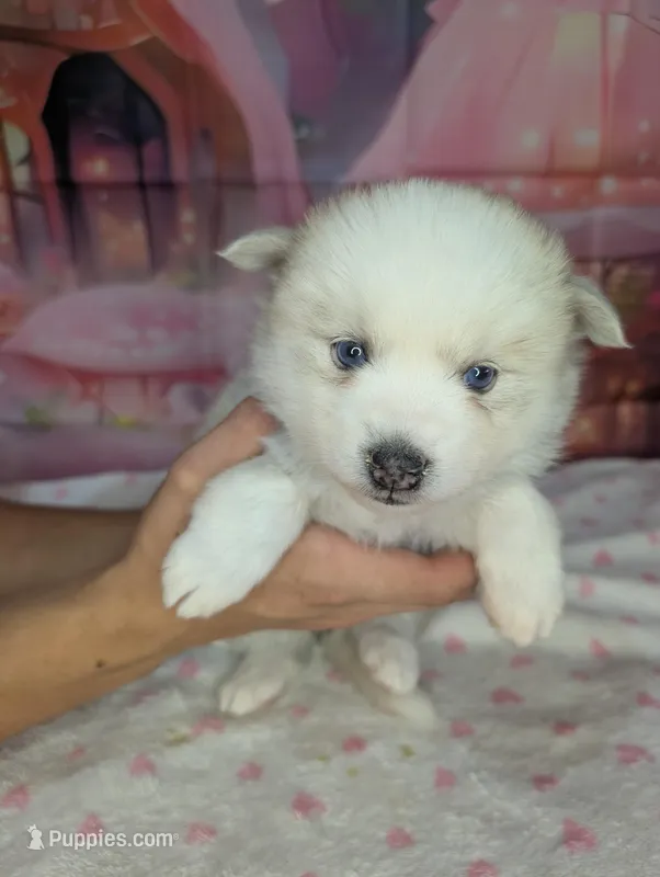 Candy – American Eskimo, Pomsky puppy for sale in Spring Hill, FL