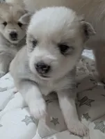 Candy, a female American Eskimo and Pomsky for sale in Spring Hill, FL – Photo 4 of 5