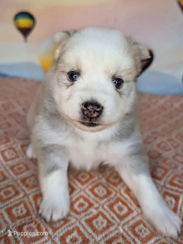 Candy – American Eskimo, Pomsky puppy for sale in Spring Hill, FL