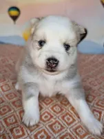 Candy, a female American Eskimo and Pomsky for sale in Spring Hill, FL – Photo 1 of 5