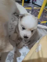 Candy, a female American Eskimo and Pomsky for sale in Spring Hill, FL – Photo 5 of 5