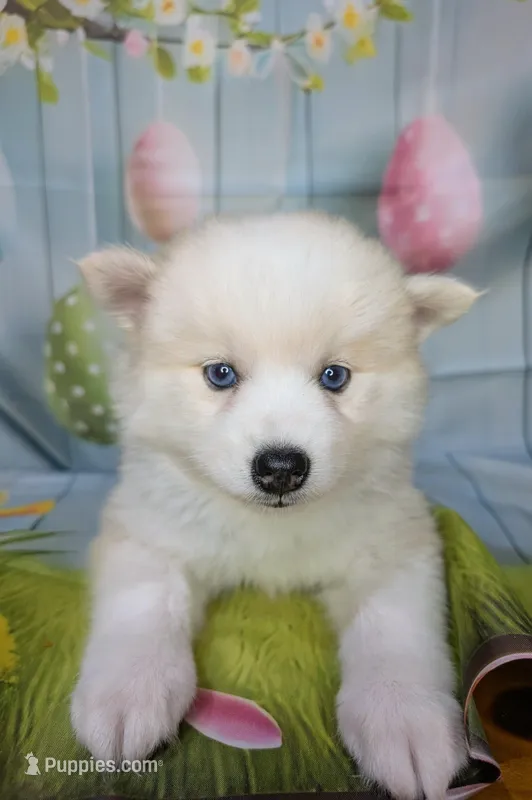 Candy – American Eskimo, Pomsky puppy for sale in Spring Hill, FL
