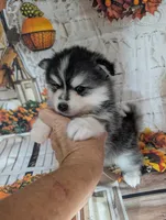 Birch, a male Pomsky for sale in Spring Hill, FL – 4 of 5