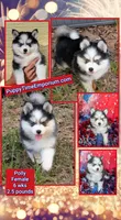 Poppy, a female Pomsky for sale in Spring Hill, FL – 8 of 8