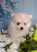 Elsie, a female American Eskimo and Pomsky for sale in Spring Hill, FL – 3 of 8