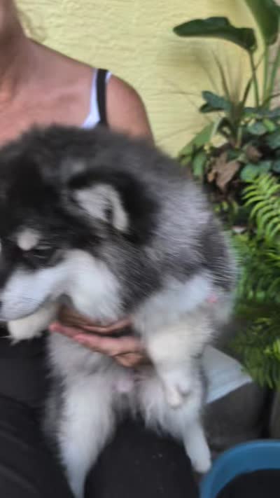 Atlas, a male American Eskimo and Pomsky for sale in Spring Hill, FL – 10 of 10