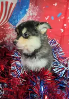 Nuetron, a male American Eskimo and Pomsky for sale in Spring Hill, FL – 3 of 4