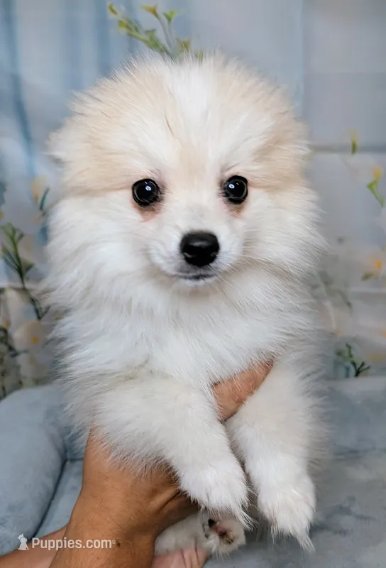 Elsie-micro – American Eskimo, Pomsky puppy for sale in Spring Hill, FL
