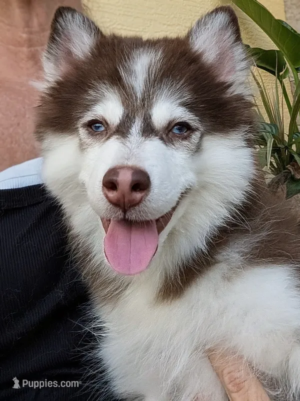 Vernon – American Eskimo, Pomsky puppy for sale in Spring Hill, FL