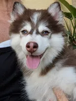 Vernon, a male American Eskimo and Pomsky for sale in Spring Hill, FL – 1 of 10