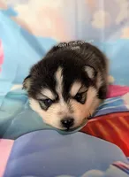 Birch, a male Pomsky for sale in Spring Hill, FL – 3 of 5