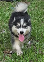 Falcon, a male American Eskimo and Pomsky for sale in Spring Hill, FL – 3 of 10