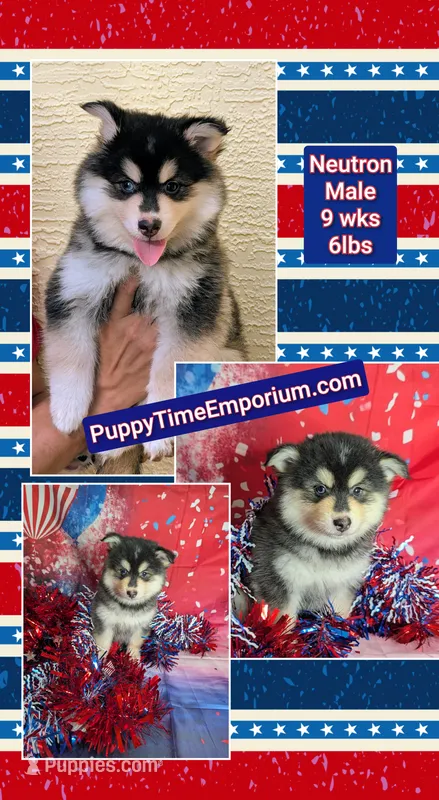 Atlas – American Eskimo, Pomsky puppy for sale in Spring Hill, FL