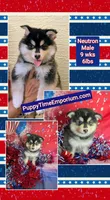 Atlas, a male American Eskimo and Pomsky for sale in Spring Hill, FL – 6 of 10