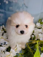 Elsie, a female American Eskimo and Pomsky for sale in Spring Hill, FL – 5 of 8