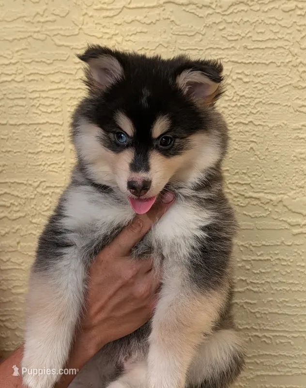 Neutron – American Eskimo, Pomsky puppy for sale in Spring Hill, FL