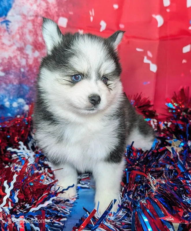 Polly – Pomsky puppy for sale in Spring Hill, FL