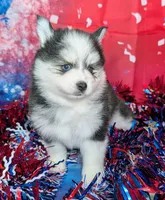Polly, a female Pomsky for sale in Spring Hill, FL – 1 of 6
