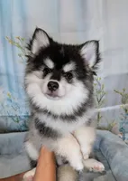 Atlas, a male American Eskimo and Pomsky for sale in Spring Hill, FL – 4 of 10