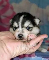 Birch, a male Pomsky for sale in Spring Hill, FL – 2 of 5