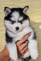 Poppy, a female Pomsky for sale in Spring Hill, FL – 1 of 8