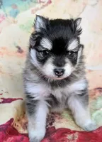 Johnny, a male American Eskimo and Pomsky for sale in Spring Hill, FL – Photo 2 of 4