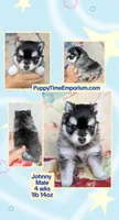 Johnny, a male American Eskimo and Pomsky for sale in Spring Hill, FL – Photo 4 of 4