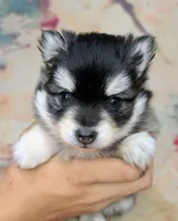 Johnny, a male American Eskimo and Pomsky for sale in Spring Hill, FL – Photo 1 of 4