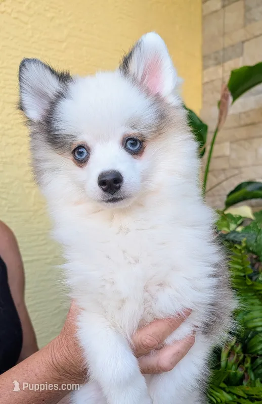 Bessie – American Eskimo, Pomsky puppy for sale in Spring Hill, FL