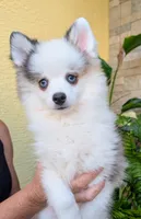 Bessie, a female American Eskimo and Pomsky for sale in Spring Hill, FL – 1 of 10