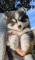 Gruyere-blue-toy, a female Pomsky for sale in Spring Hill, FL – 6 of 9