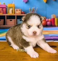 Pixie, a female Pomsky for sale in Spring Hill, FL – 2 of 5