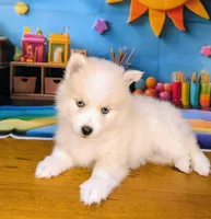 Victor , a male American Eskimo and Pomsky for sale in Spring Hill, FL – 4 of 6