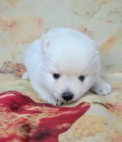 June, a female American Eskimo and Pomsky for sale in Spring Hill, FL – Photo 2 of 4