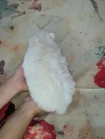 June, a female American Eskimo and Pomsky for sale in Spring Hill, FL – Photo 4 of 4