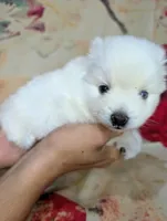 June, a female American Eskimo and Pomsky for sale in Spring Hill, FL – Photo 3 of 4