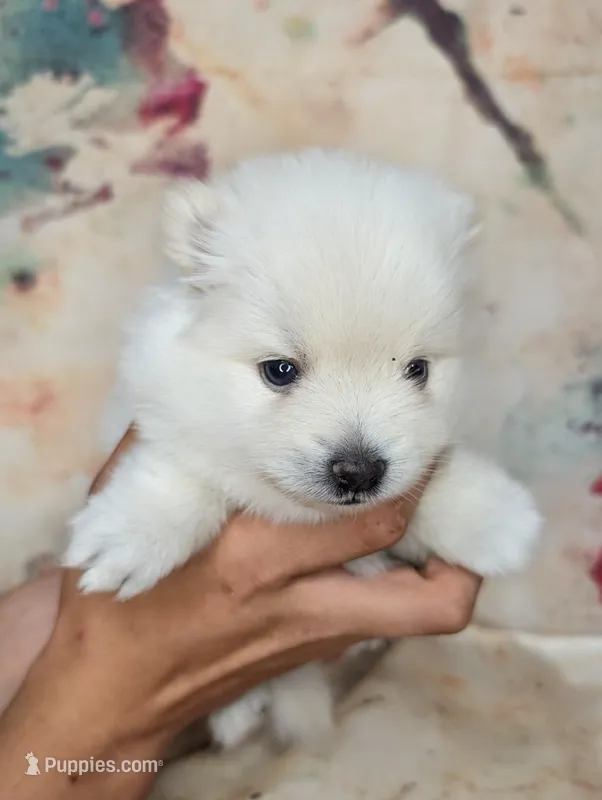 June – American Eskimo, Pomsky puppy for sale in Spring Hill, FL