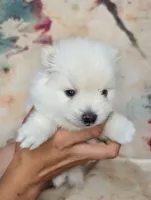 June, a female American Eskimo and Pomsky for sale in Spring Hill, FL – Photo 1 of 4