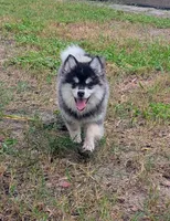 Atlas, a male American Eskimo and Pomsky for sale in Spring Hill, FL – 3 of 10