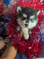 Atlas, a male American Eskimo and Pomsky for sale in Spring Hill, FL – 5 of 5