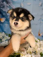 Atlas, a male American Eskimo and Pomsky for sale in Spring Hill, FL – 4 of 5