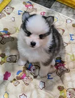 Beech - Toy, a male Pomsky for sale in Spring Hill, FL – 2 of 8