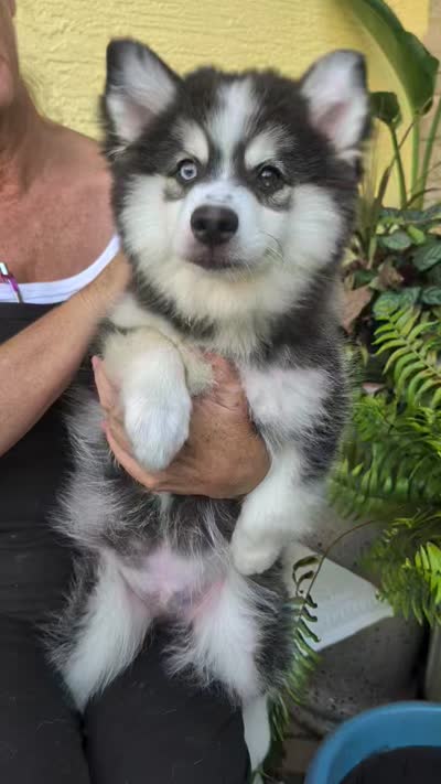 Falcon, a male American Eskimo and Pomsky for sale in Spring Hill, FL – 10 of 10